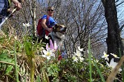 Anello Monte Ocone (1410 m) e Corna Camozzera (1452 m) dal Pertus (1300 m) l’8 aprile 2017 - FOTOGALLERY